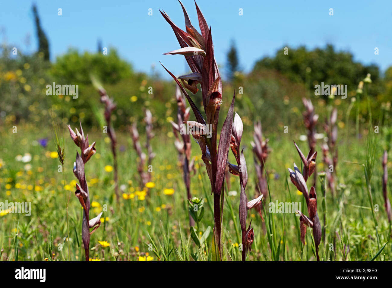 Des lèvres (Serapias vomeracea Serapias) sur la péninsule de Pelion, Grèce Banque D'Images