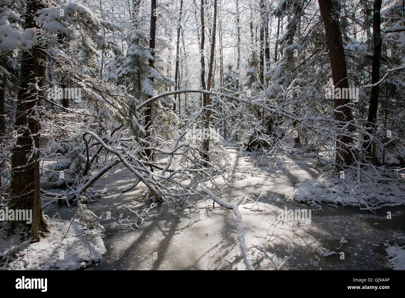 Après les chutes de neige dans des zones humides se matin de neige arbres emballés et congelés autour de l'eau Banque D'Images