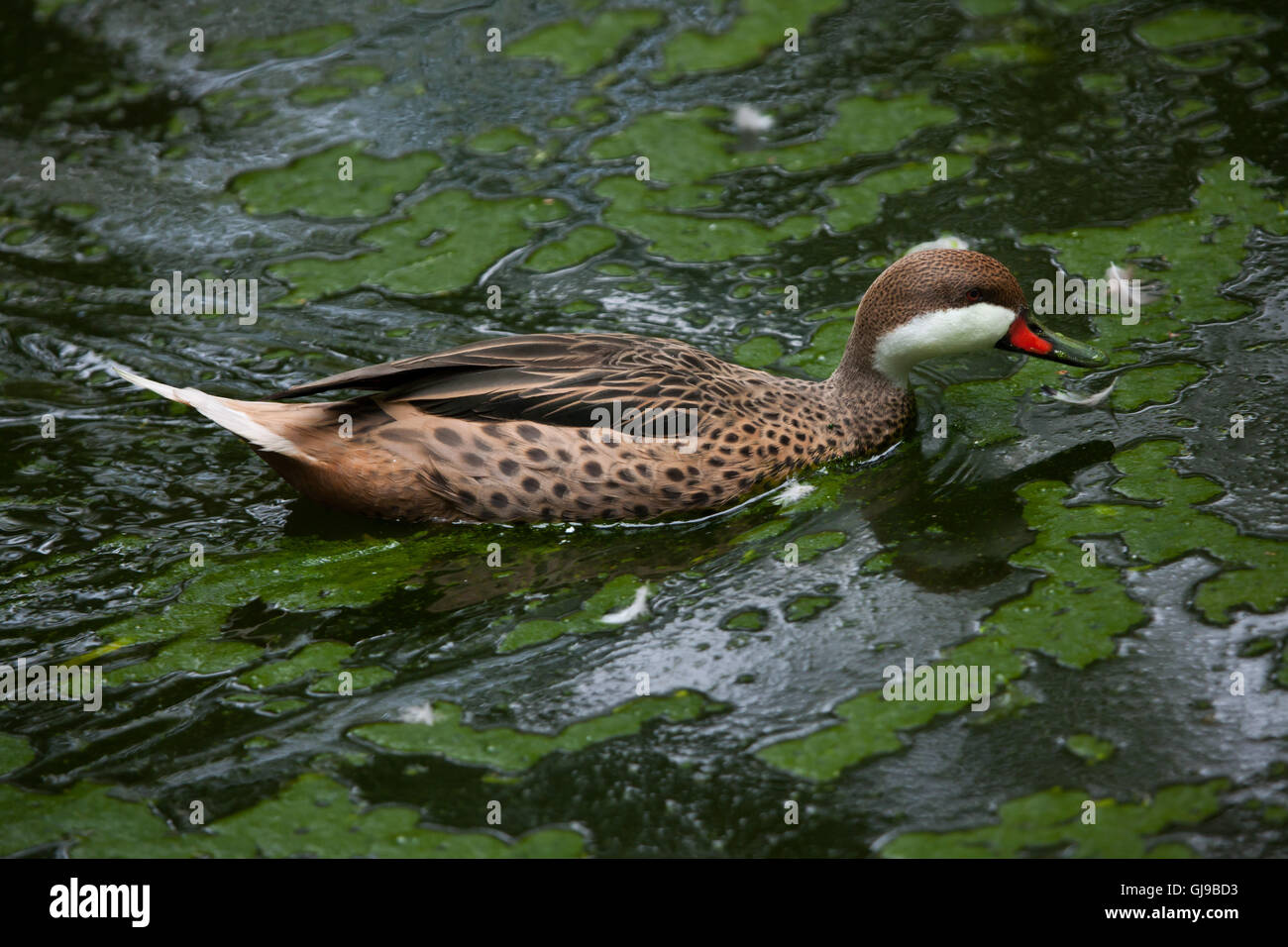 White-cheeked canards pilets (Anas bahamensis), également connu sous le nom de canards pilets des Bahamas. Banque D'Images