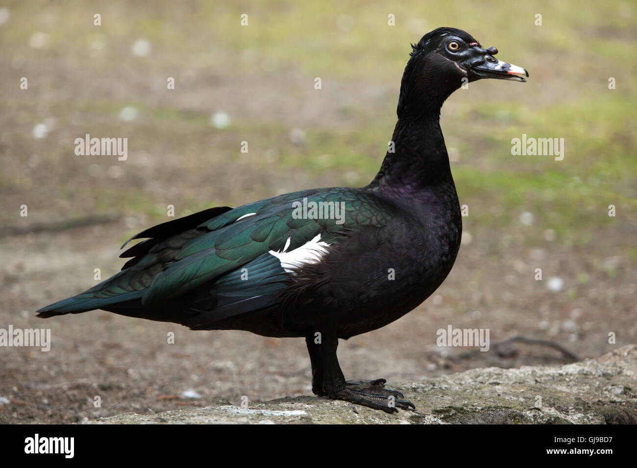 Le canard de Barbarie (Cairina moschata). Banque D'Images