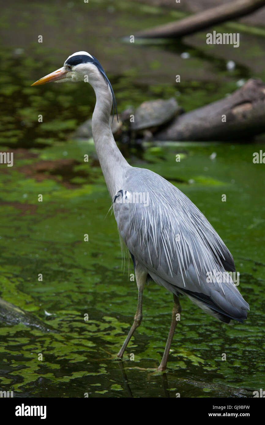 Héron cendré (Ardea cinerea) à Decin Zoo dans le Nord de la Bohême, République tchèque. Banque D'Images