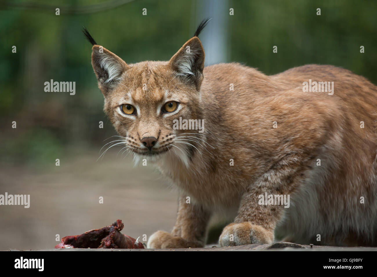 Le lynx (Lynx lynx lynx) à Decin Zoo dans le Nord de la Bohême, République tchèque. Banque D'Images