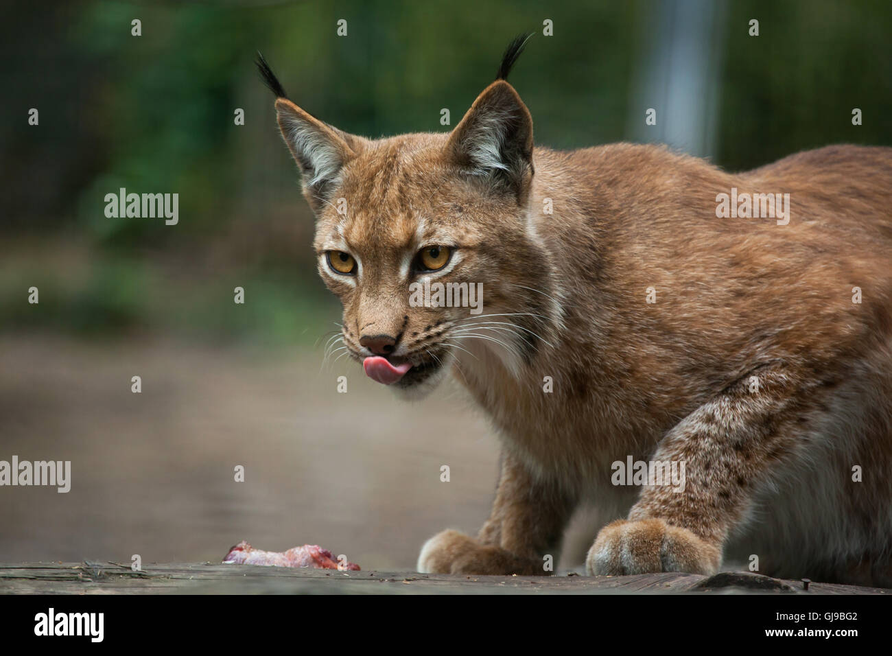 Le lynx (Lynx lynx lynx) à Decin Zoo dans le Nord de la Bohême, République tchèque. Banque D'Images