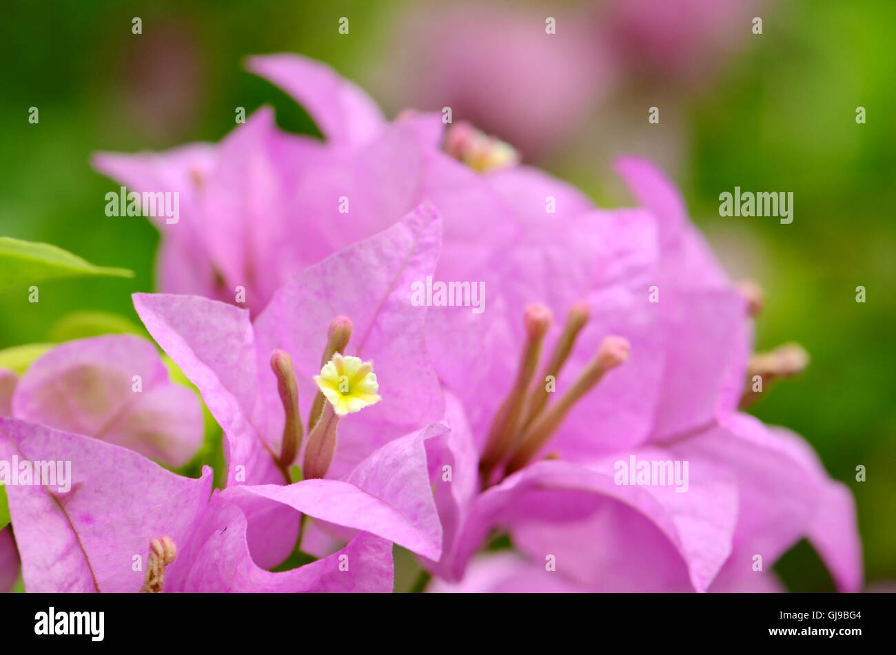 Bougainvillée violet à huis clos-up sur fond vert naturel. Banque D'Images