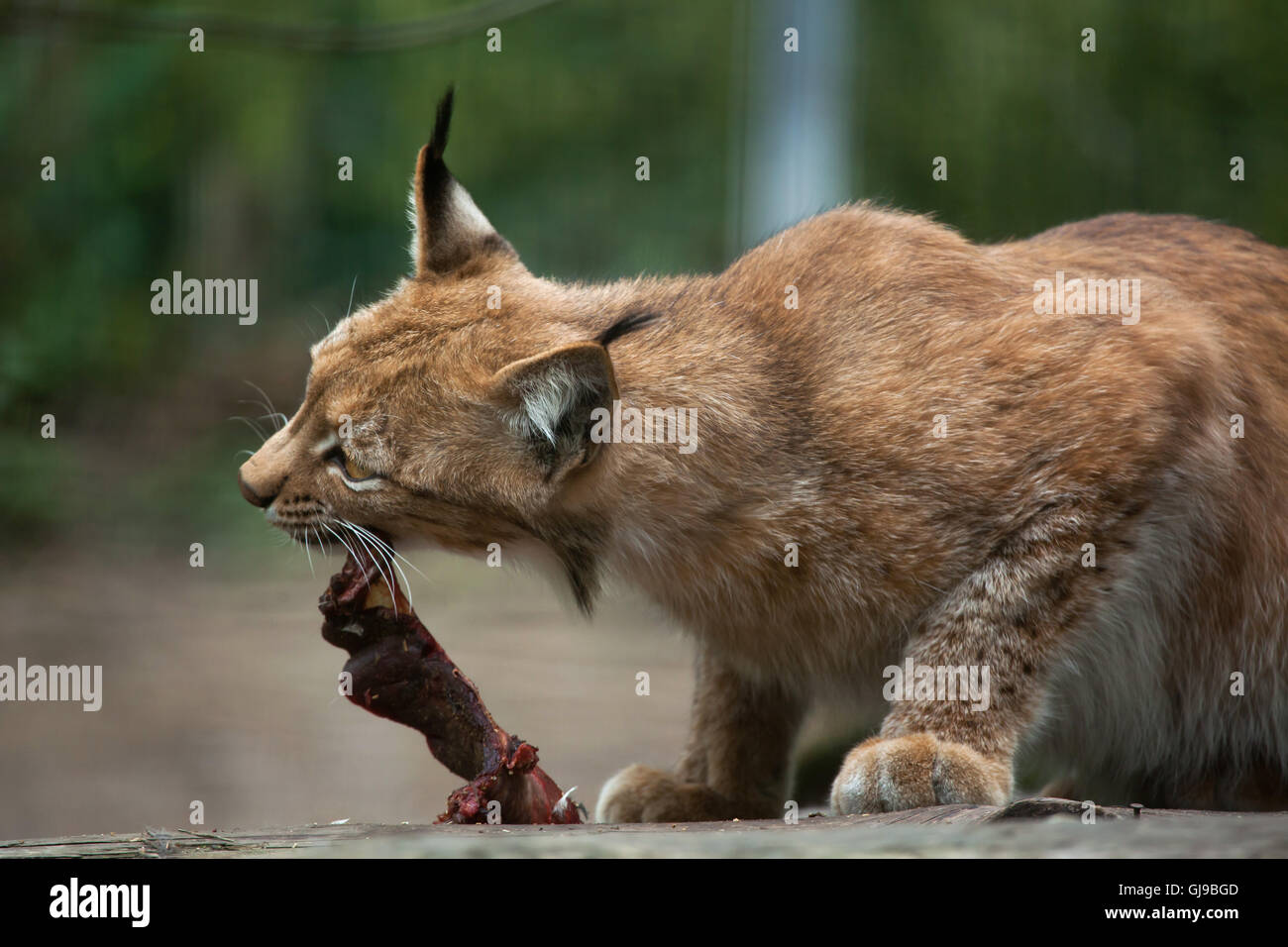 Le lynx (Lynx lynx lynx) à Decin Zoo dans le Nord de la Bohême, République tchèque. Banque D'Images