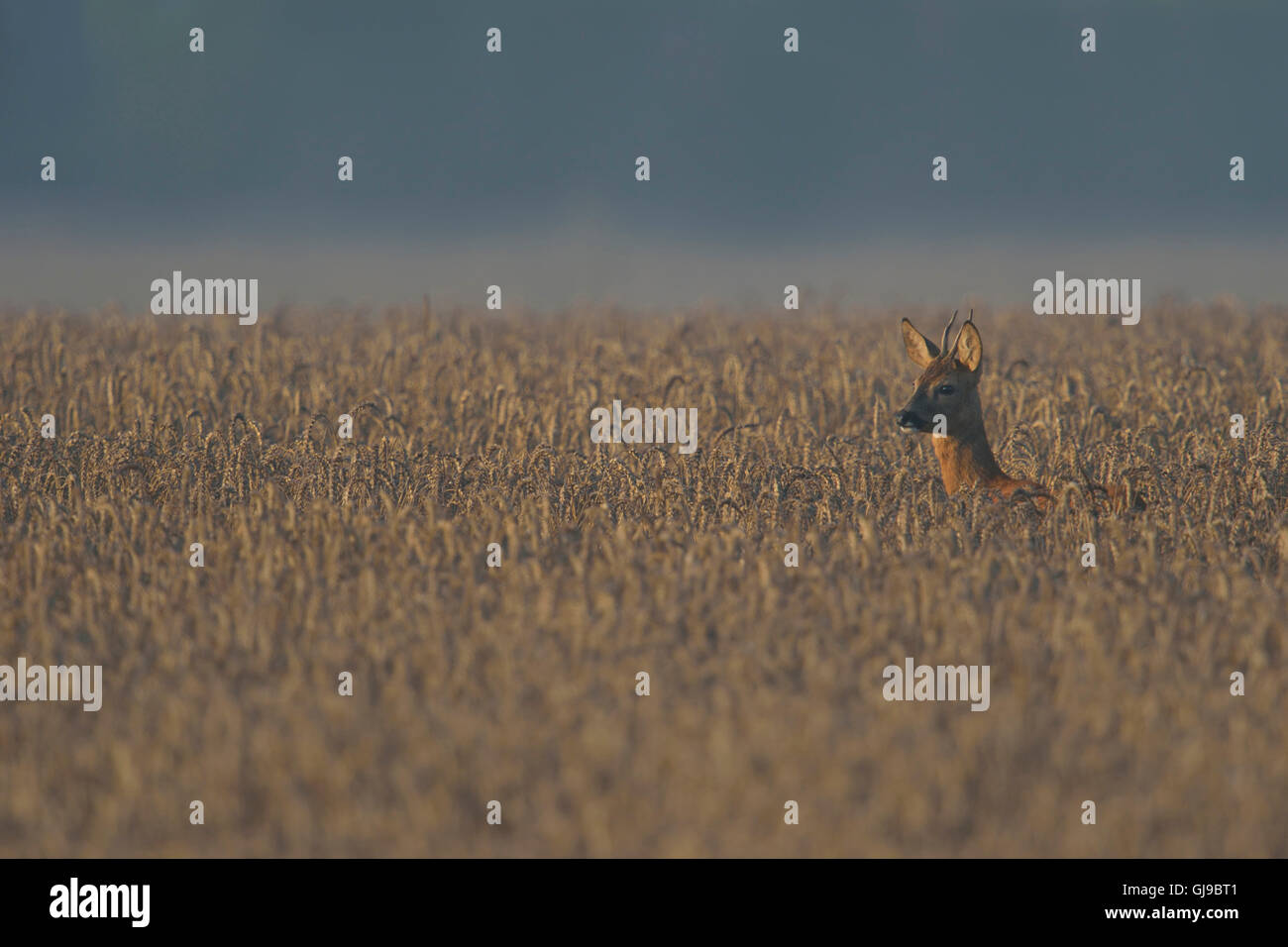 Jeune Roe Deer / Reh ( Capreolus capreolus ) regardant haut hors d'un champ de céréales, brumeux fin de matinée d'été, faune, Europe. Banque D'Images
