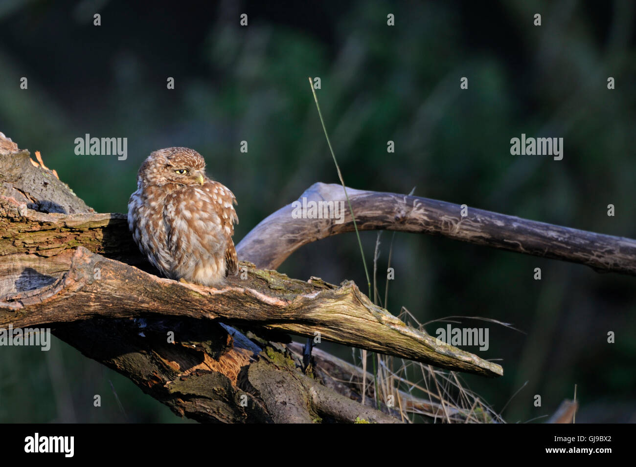 Little Owl / Minervas Owl / Steinkauz ( Athene noctua ) est assis sur un vieil arbre brisé se relaxant dans le soleil du matin, la faune, l'Europe. Banque D'Images