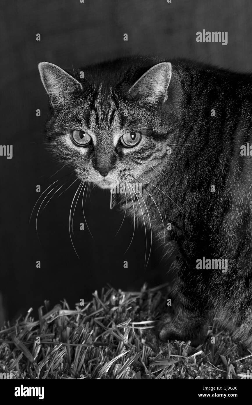 Chat de grange Banque D'Images