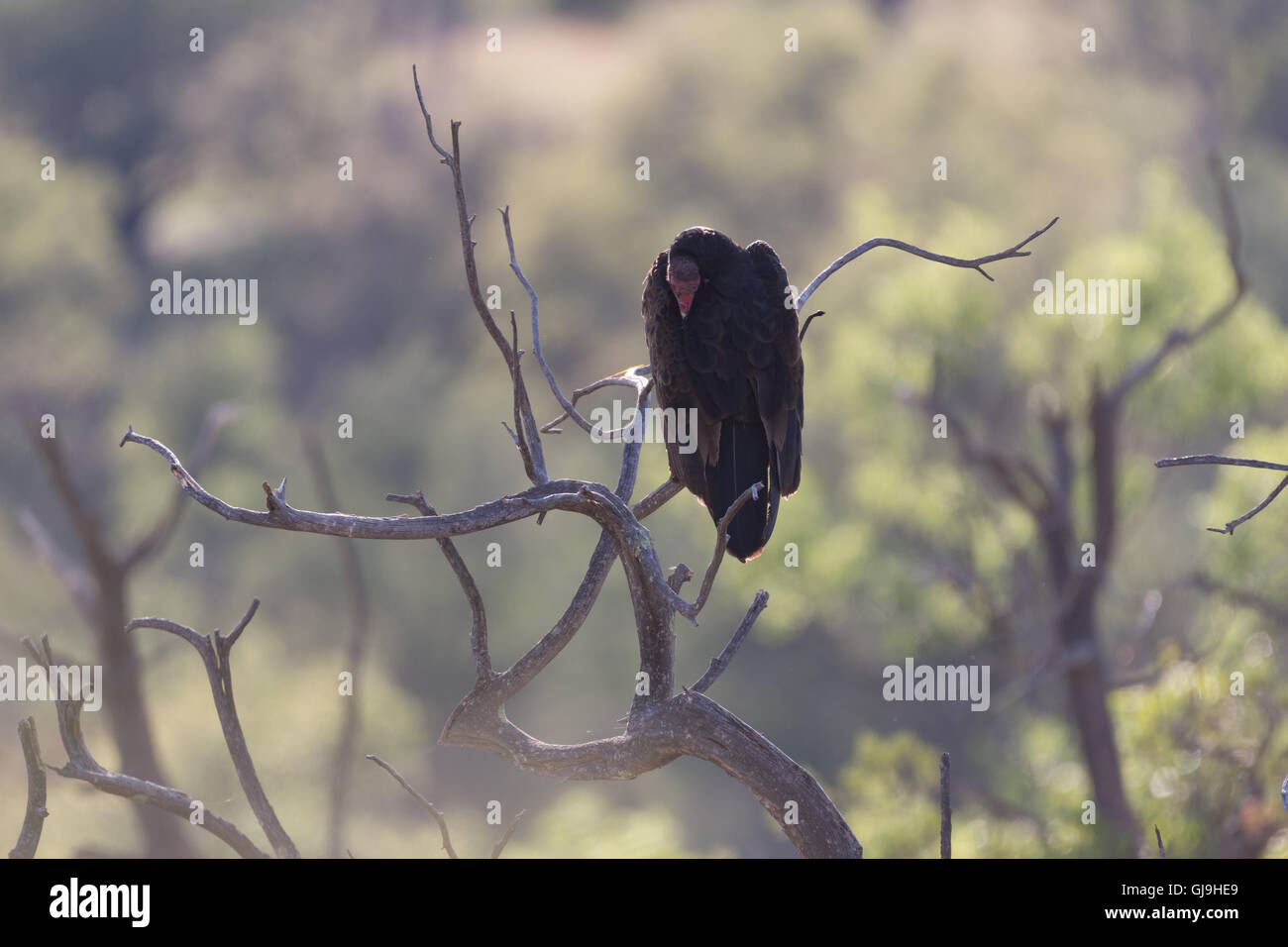 Urubu à tête rouge (Cathartes aura),, Huachuca mountains, Arizona, USA. Banque D'Images