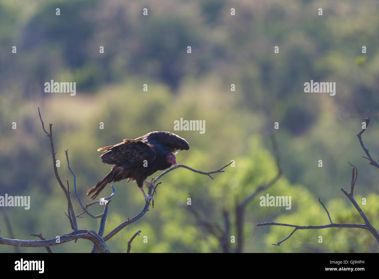 Urubu à tête rouge (Cathartes aura),, Huachuca mountains, Arizona, USA. Banque D'Images