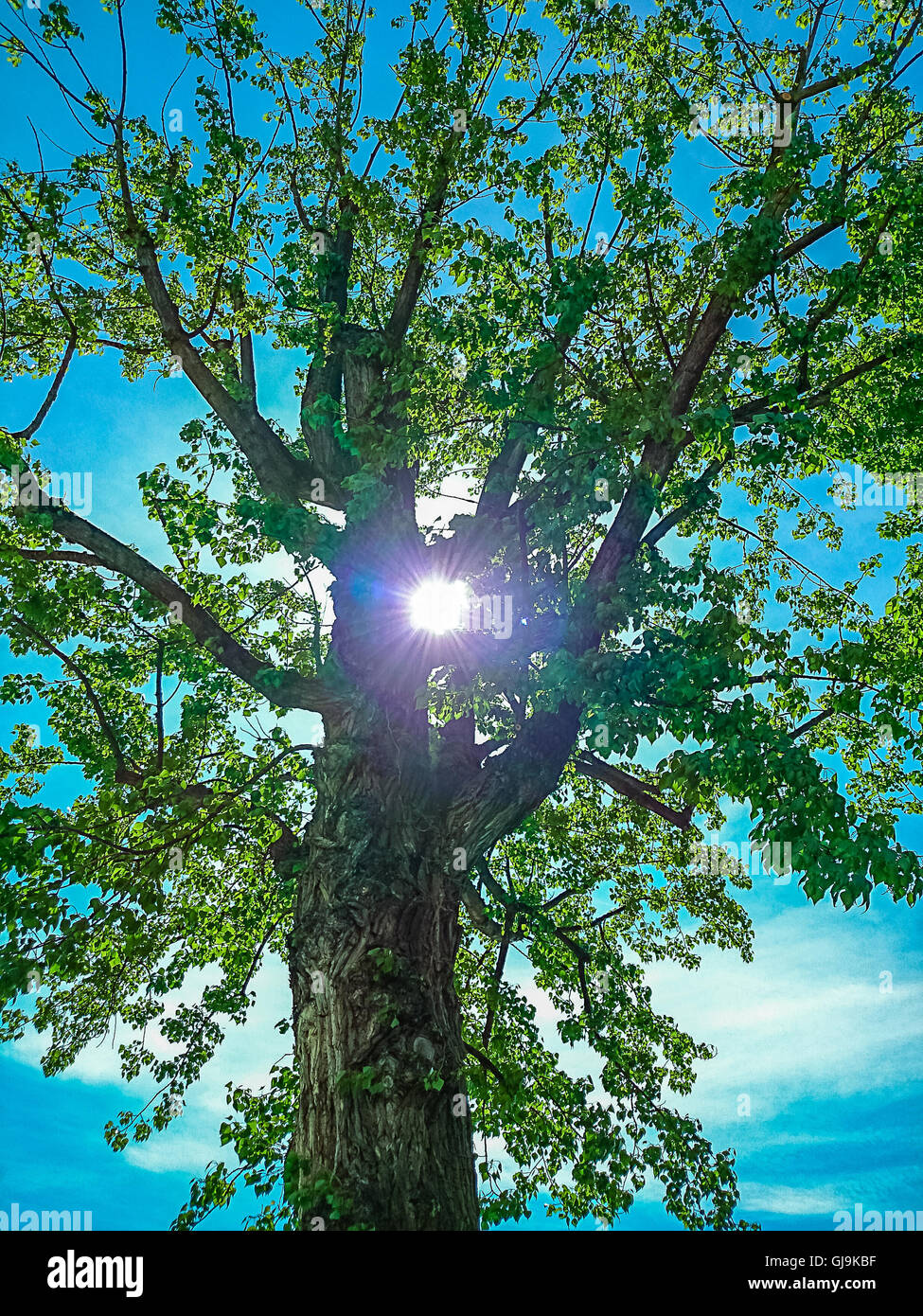 Arbre dynamité au printemps sur un ciel bleu au soleil Banque D'Images