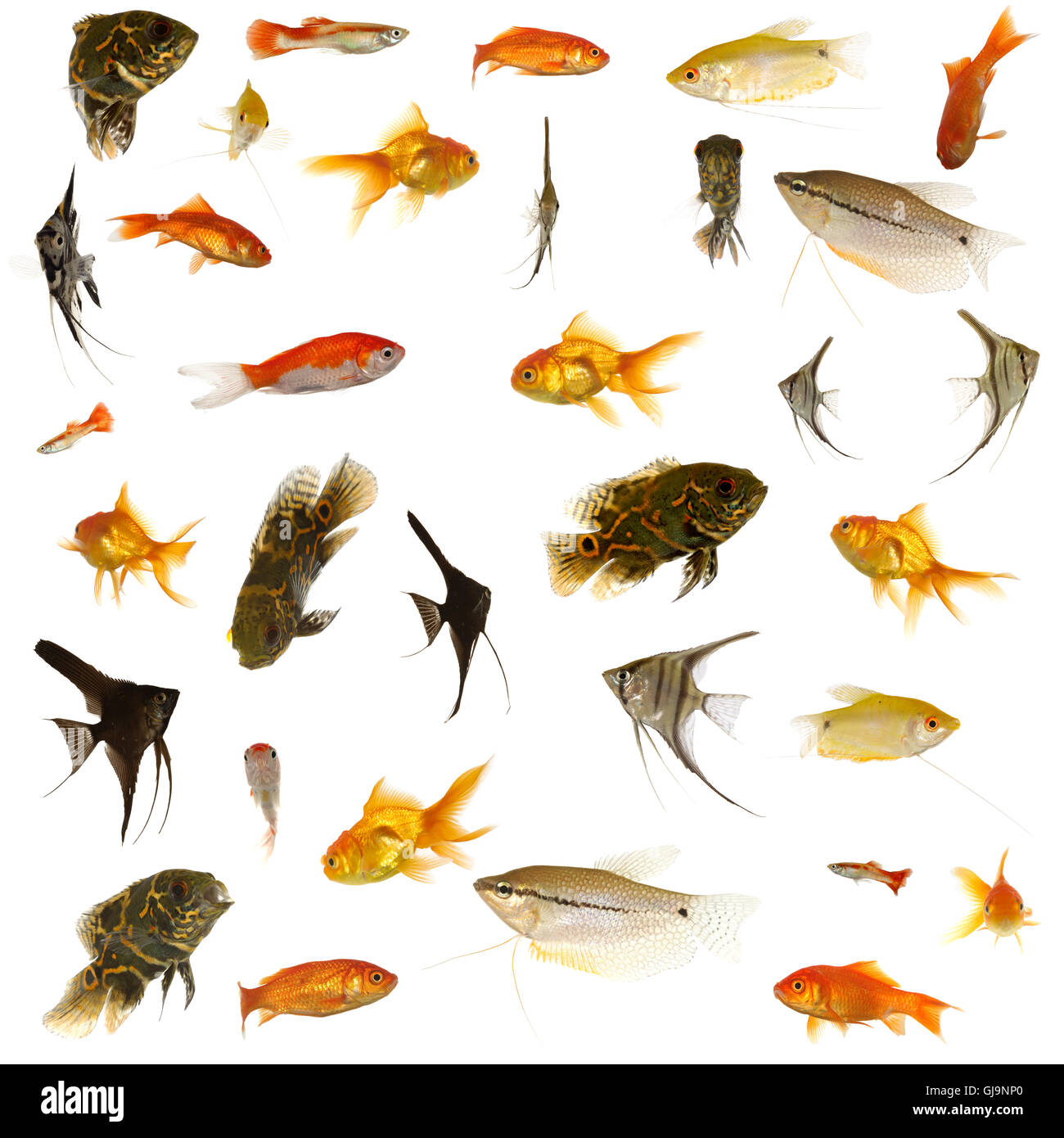 La cueillette du poisson. 5000 x 5000 pixels. Banque D'Images