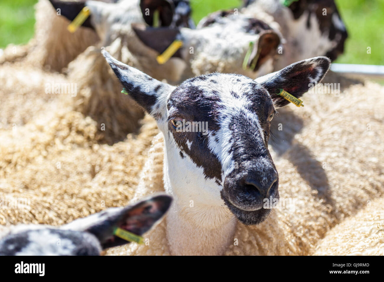 Mouton à la country fair Banque D'Images