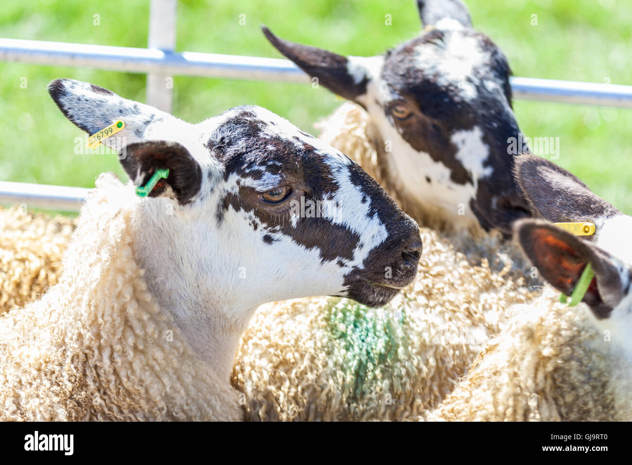 Mouton à la country fair Banque D'Images