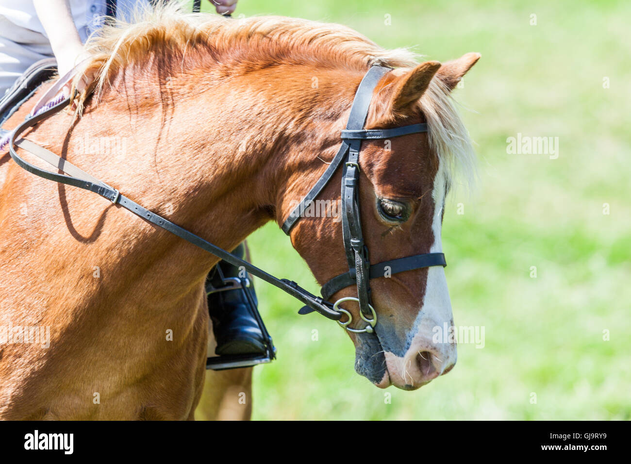 Jeune Cheval Et Cavalier De Chataigne A Un Show De Campagne Anglaise Dans Le Northumberland Dans L Heure D Ete Photo Stock Alamy Jeune Cheval Et Cavalier De Chataigne A Un Show De Campagne Anglaise Dans Le Northumberland Dans L Heure D Ete Photo Stock Alamy