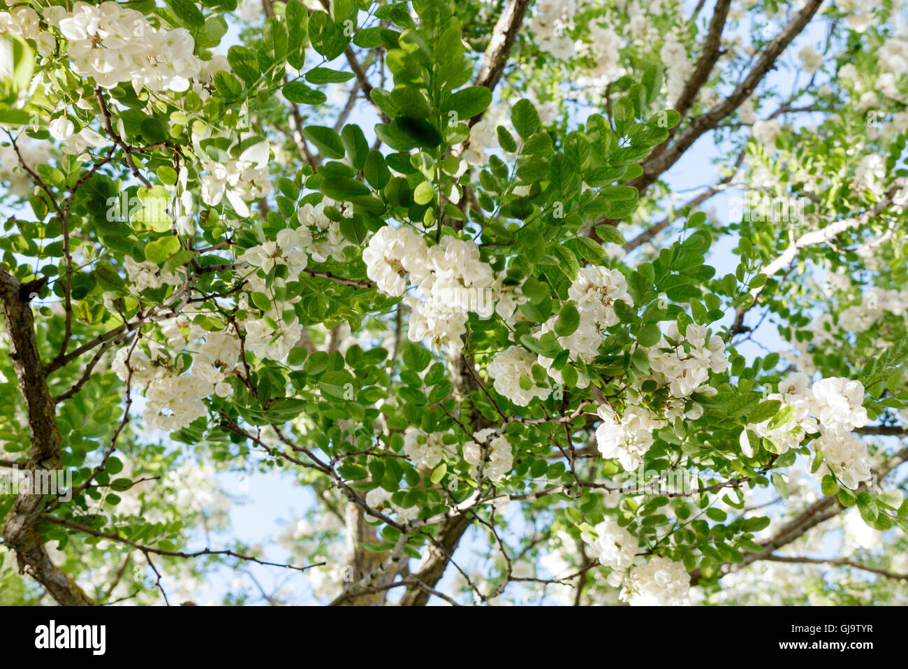 Robinia pseudoacacia Robinier (faux acacia), arbre en fleurs Banque D'Images