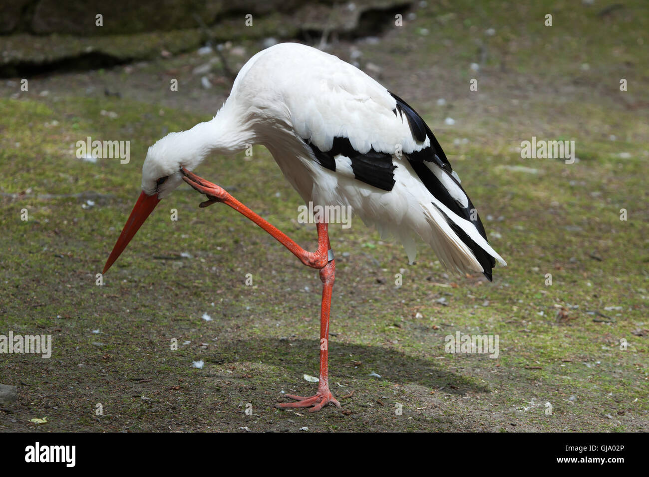 Cigogne Blanche (Ciconia ciconia). Banque D'Images