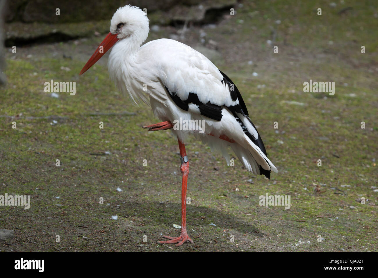 Cigogne Blanche (Ciconia ciconia). Banque D'Images