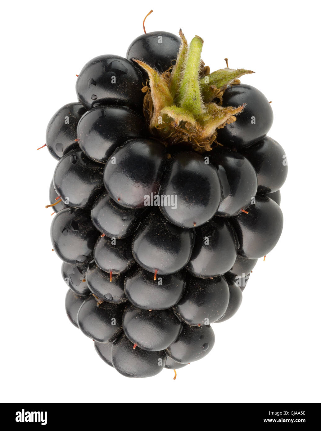 Le blackberry isolé sur fond blanc. Banque D'Images
