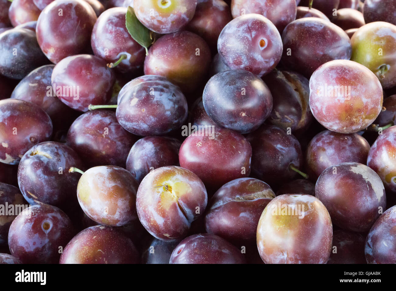 Close up de prunes. Banque D'Images