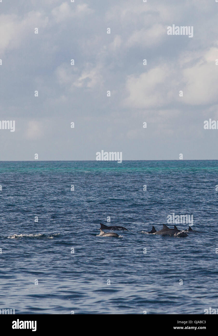 Les dauphins dans la mer Banque D'Images