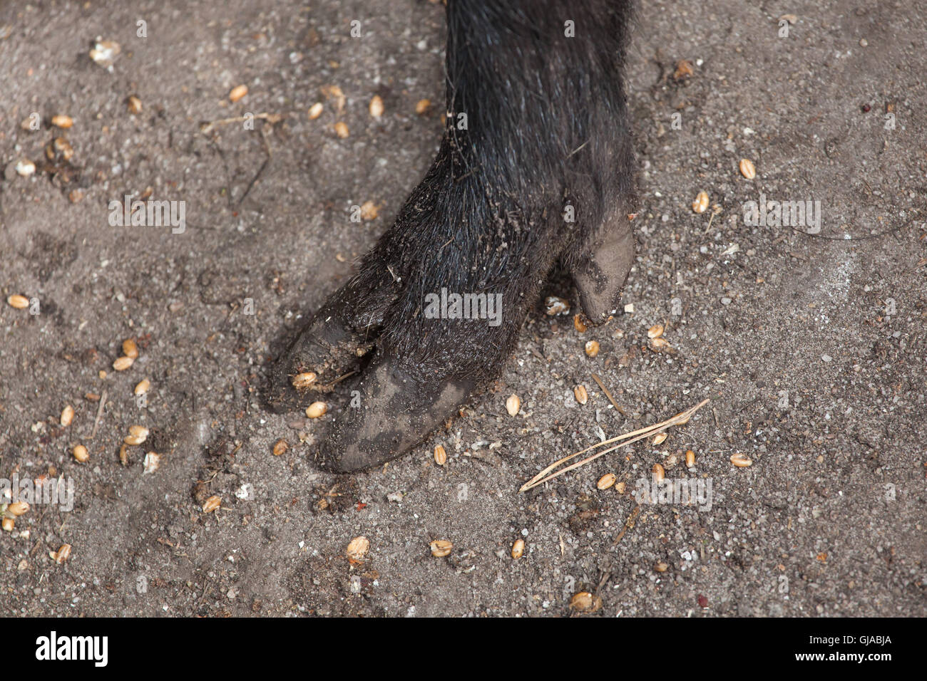 Hoof du sanglier (Sus scrofa). Des animaux de la faune. Banque D'Images