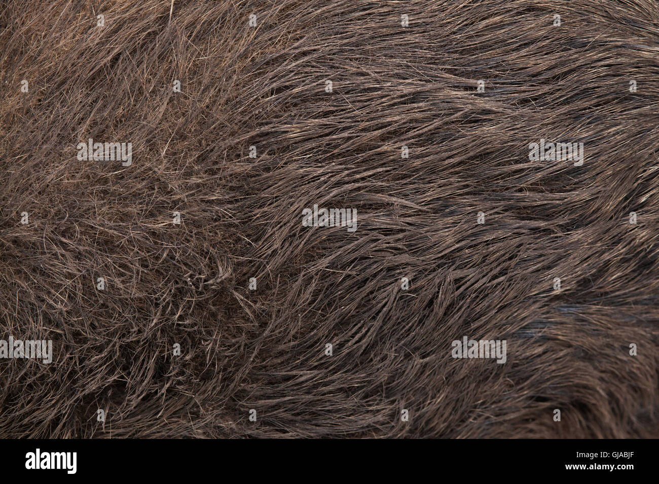Le sanglier (Sus scrofa). La texture de la peau. Banque D'Images