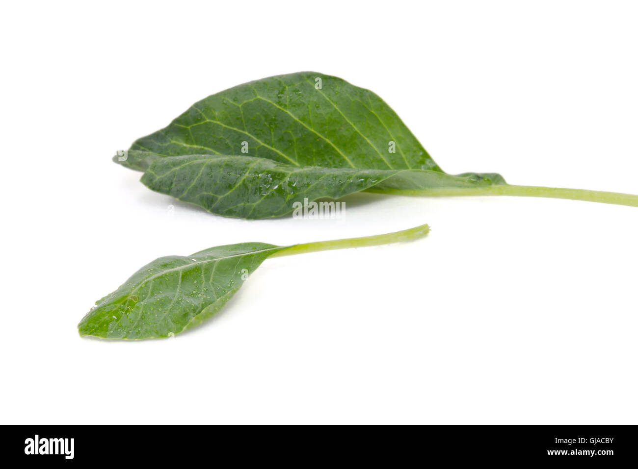 Légumes chou chinois (d'autres noms sont le brocoli chinois, chou frisé, Kai lan, lan, Gai, Phak Khana, Pak ,, kana, Brassica alboglabra Banque D'Images