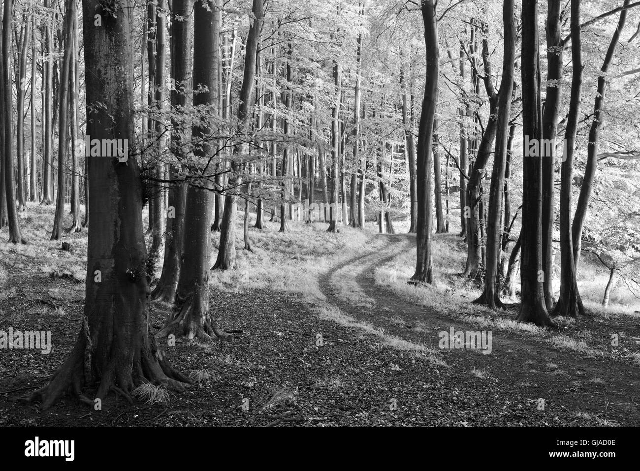 Sentier à travers la forêt de hêtre naturel proche, noir et blanc, Stubnitz, parc national de Jasmund, île de Rügen, Mecklembourg-Poméranie-Occidentale, Allemagne Banque D'Images