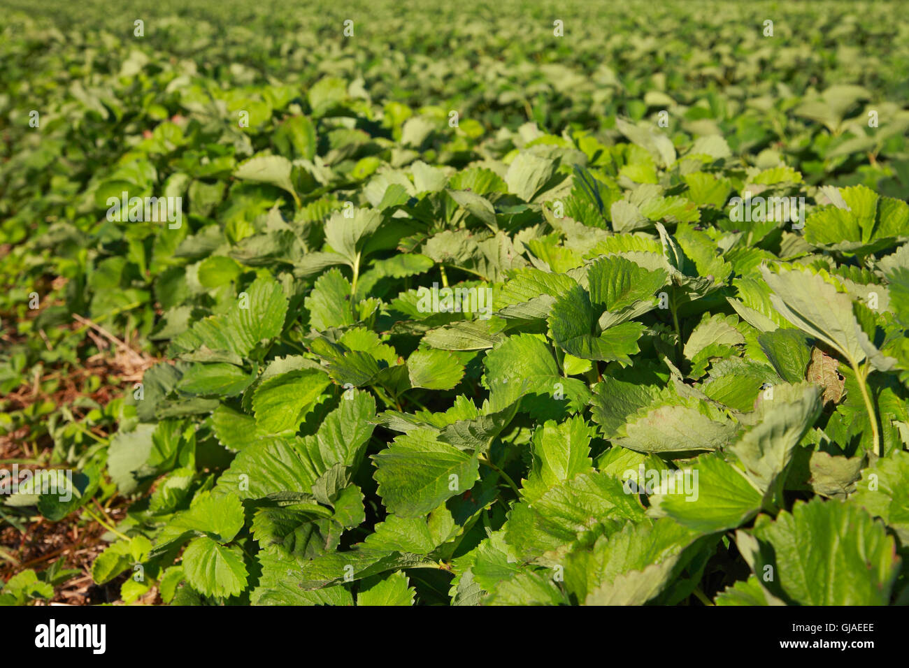 Strawberry field close-up, de l'agriculture paysage Banque D'Images