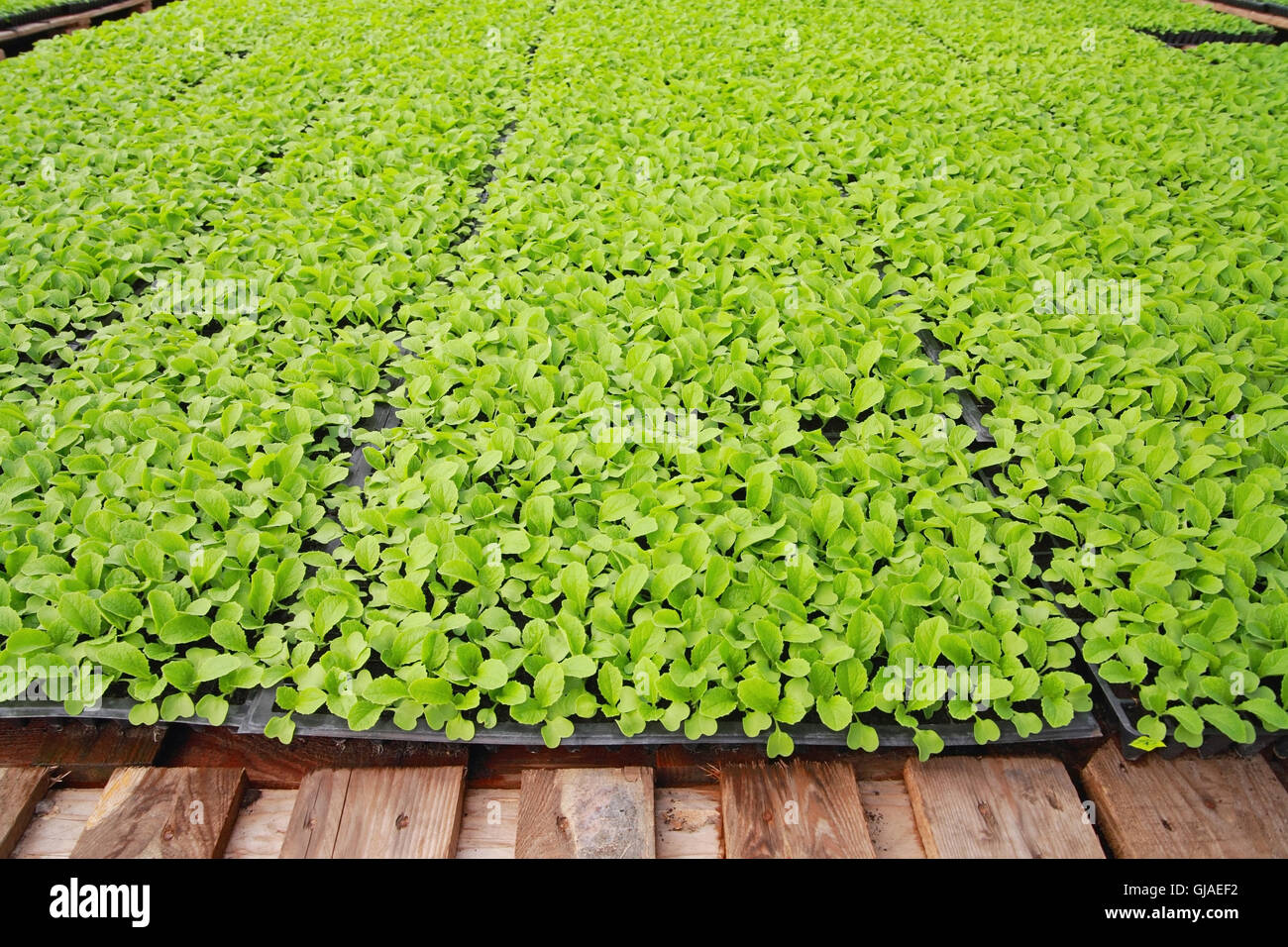 Plants de chou chinois dans une serre close-up Banque D'Images