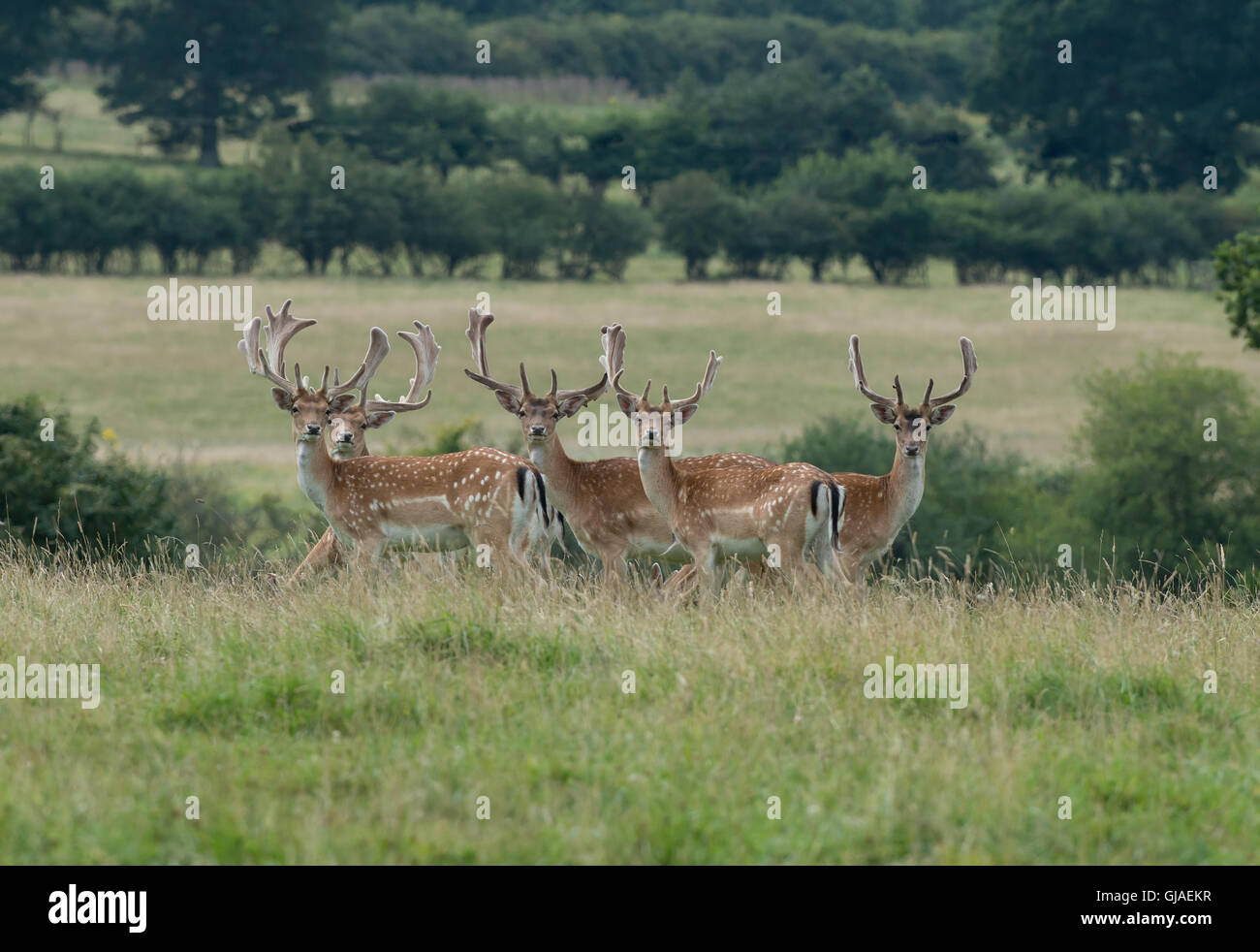 Un troupeau de daims (mâles) - Dama dama avec bois recouvert de velours. Uk Banque D'Images