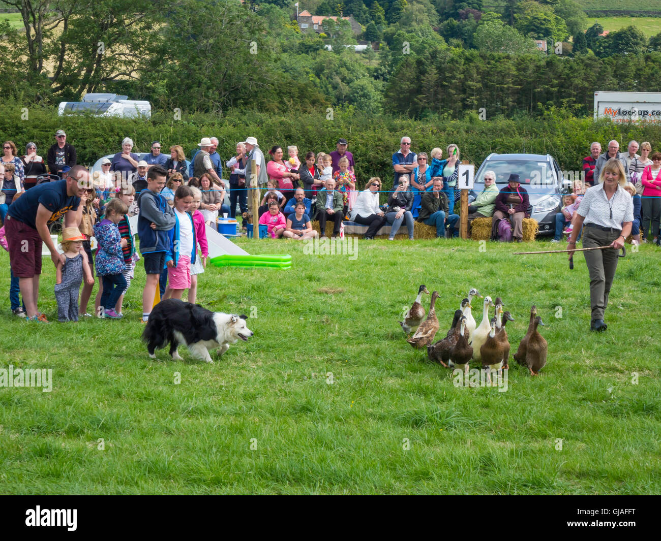 Lors d'une foire agricole dans le Yorkshire du Nord Elaine Hill Chien Affichage avec une bergère et un troupeau d'élevage de chiens Colley Banque D'Images