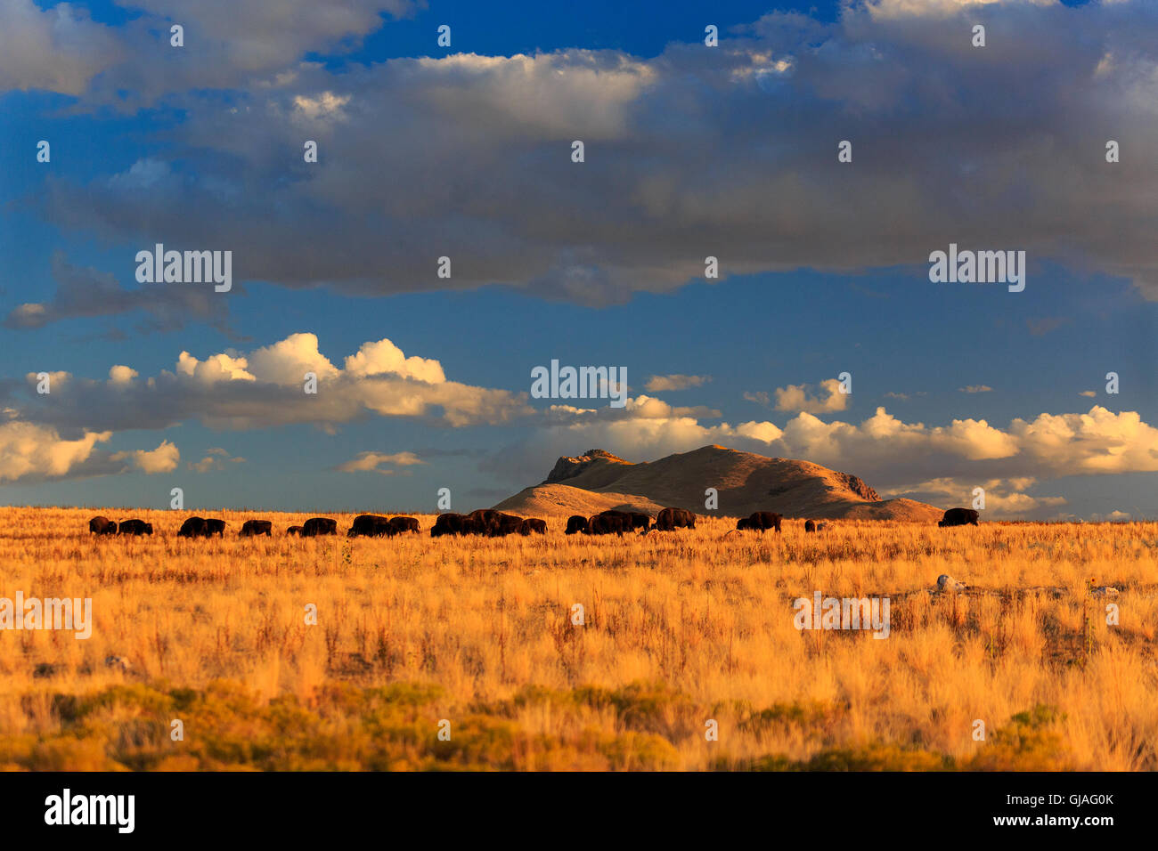 Dans cette photo, un troupeau de bisons (buffalo) se nourrissent de l'extrémité nord de l'Antilope sur Island State Park près de Syracuse, dans l'Utah. Banque D'Images