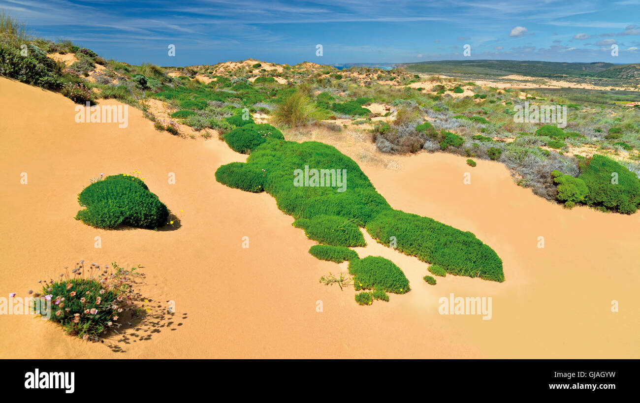 Le Portugal, l'Algarve : dunes de sable avec la végétation côtière dans le Parc Naturel Costa Vicentina Banque D'Images