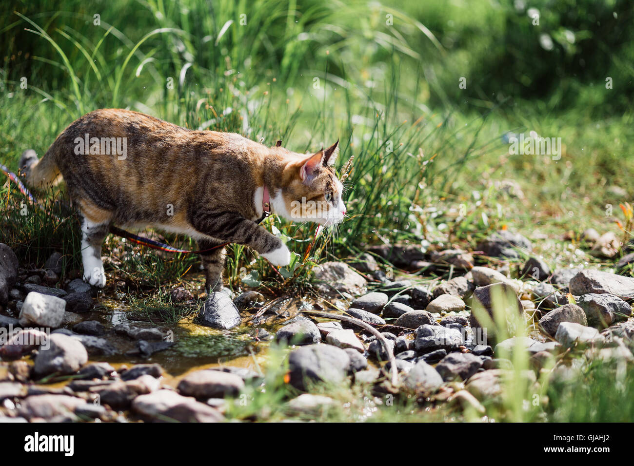 Le beau brun chat chasse dans une herbe verte. Comme dans la jungle. Banque D'Images