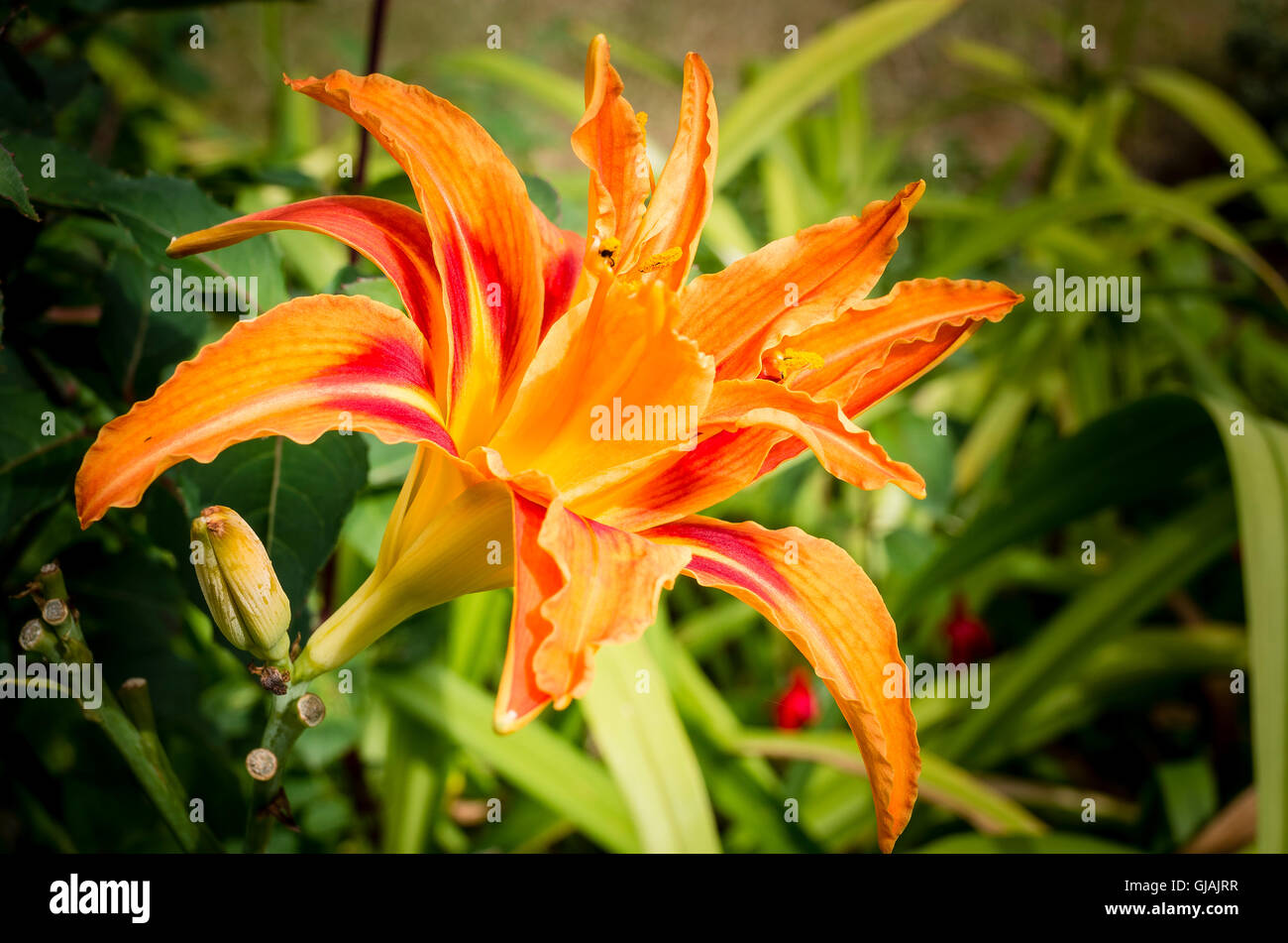 Hémérocalle à fleurs orange Banque D'Images