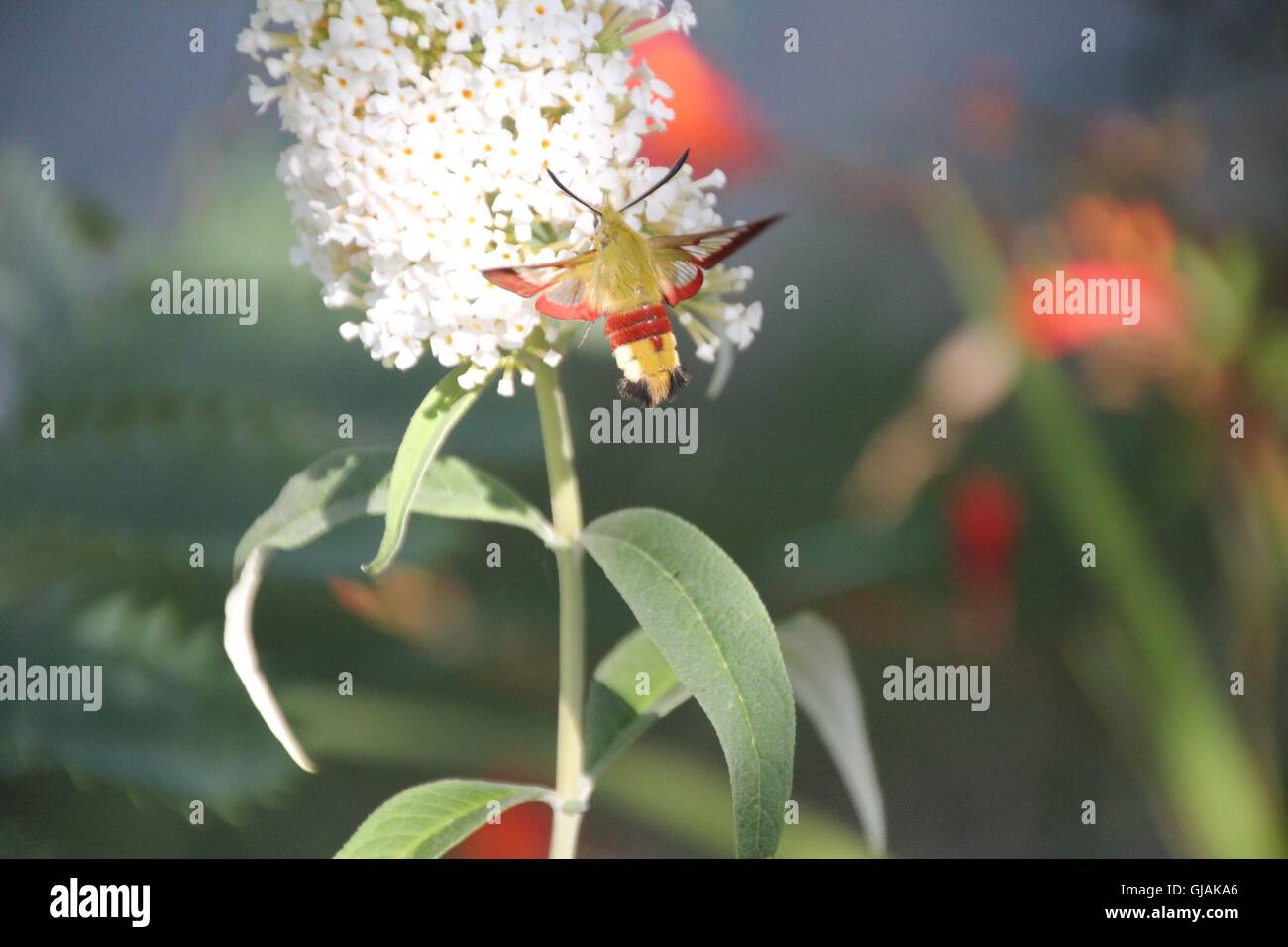 Sphynx colibri explorer un Buddleia blanc dans un jardin d'été Banque D'Images