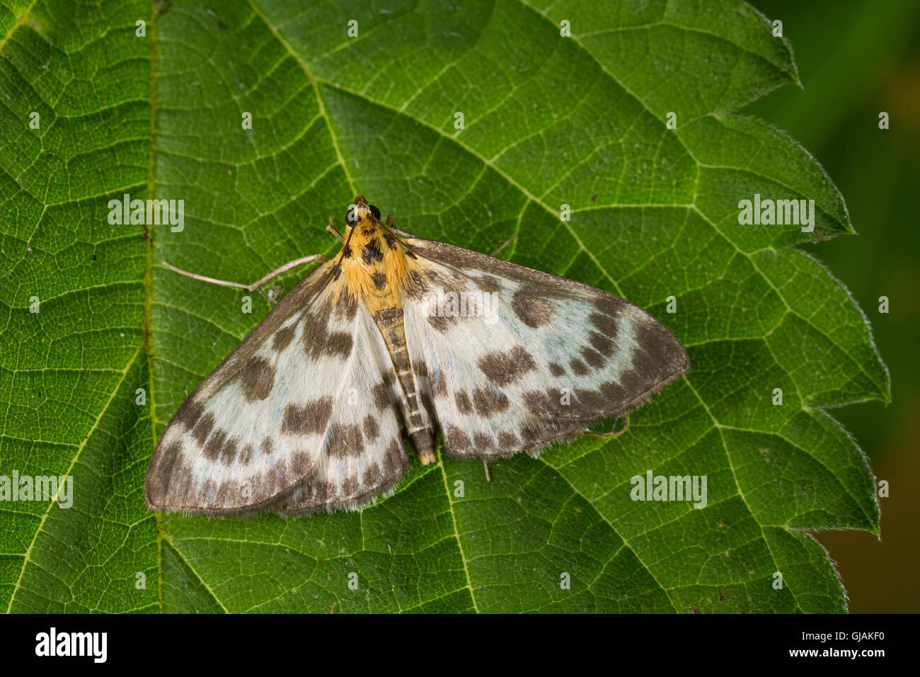 Brennnessel-Zünsler Brennnesselzünsler Brennessel-Zünsler,,, Brennesselzünsler, Anania hortulata Eurrhypara hortulata, Eurrhypa, Banque D'Images