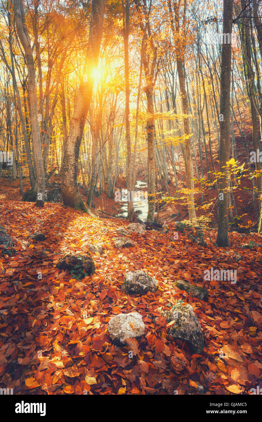 Paysage d'automne d'arbres et de feuilles d'oranger. La forêt de montagne au coucher du soleil en Crimée. Nature fond Banque D'Images