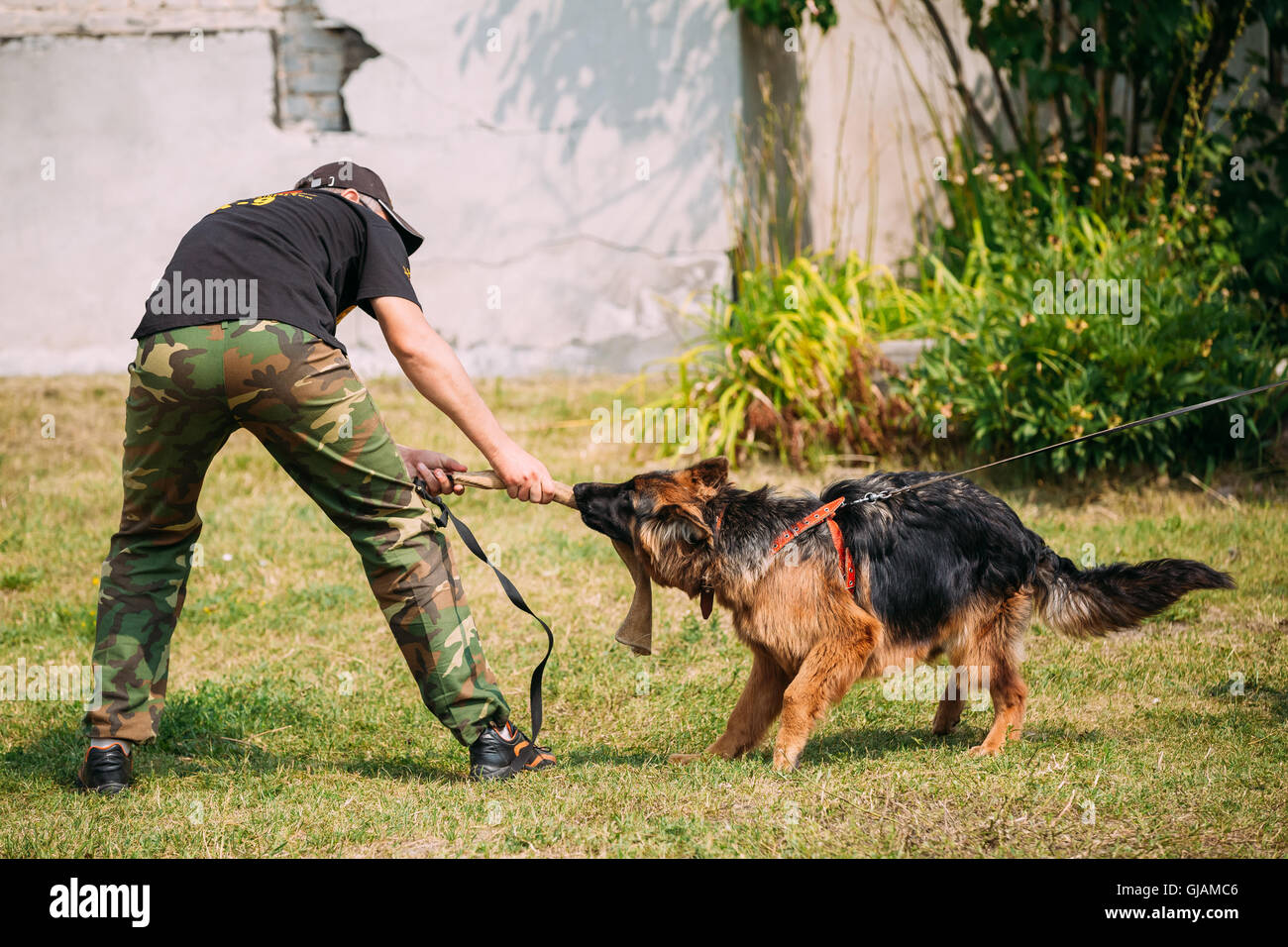 Gomel, Bélarus - 23 juillet 2016 : la formation de chien de berger allemand en club de sport régional de Gomel et décoratif chien-reproduction. Mordre d Banque D'Images