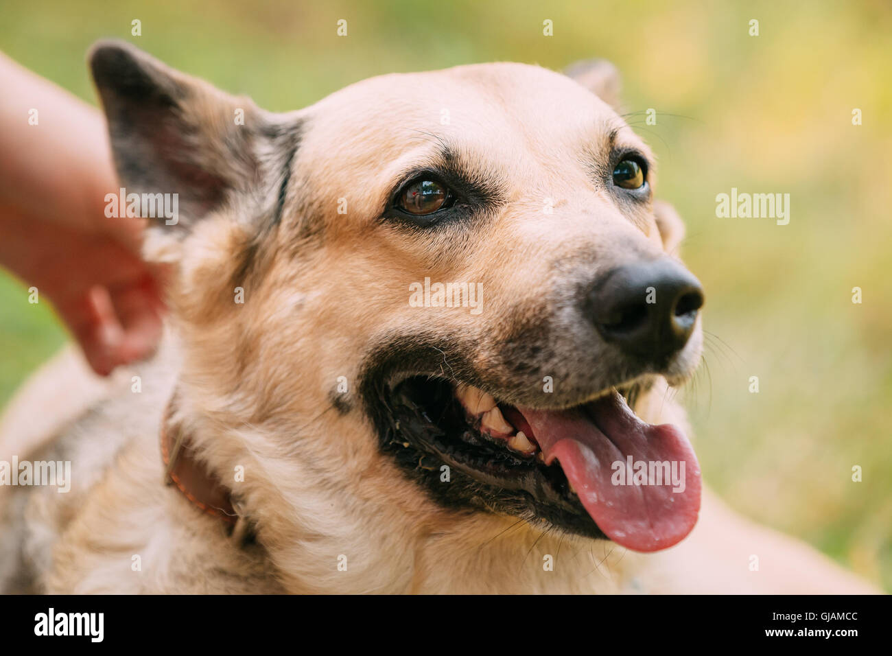 Close Up de taille moyenne jaune Short-Haired Winterlore Mixed Breed Dog femelles adultes avec la langue dans le collier sur fond d'herbe verte Banque D'Images