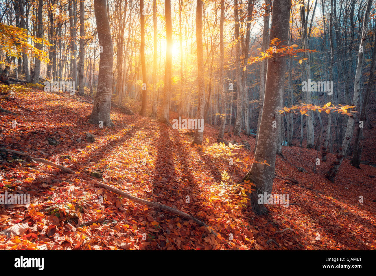 Paysage d'automne d'arbres et de feuilles d'oranger. La forêt de montagne au coucher du soleil en Crimée. Nature fond Banque D'Images