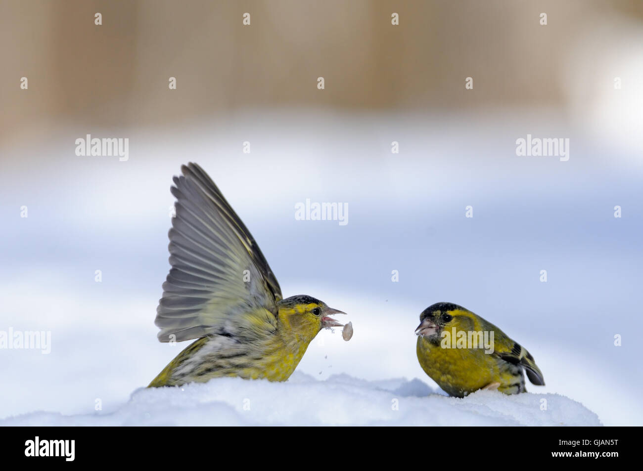 Deux hommes (Carduelis spinus tarin) dans la neige. La région de Moscou, Russie Banque D'Images