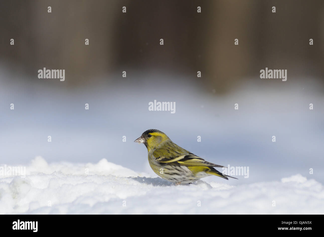 Tarin des pins (Carduelis spinus mâle) dans la neige. La région de Moscou, Russie Banque D'Images