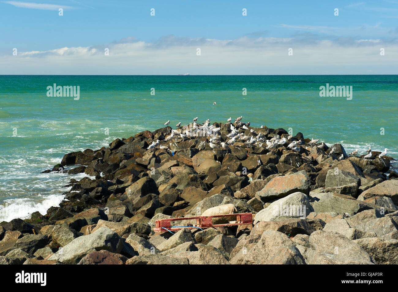 Les mouettes se reposant sur les rochers Banque D'Images