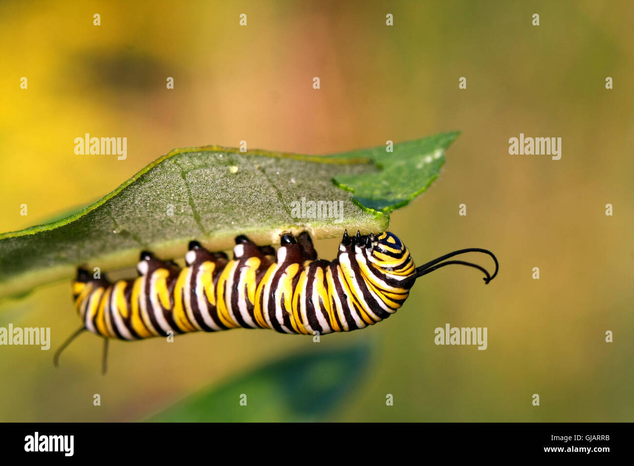 La chenille du papillon monarque Banque D'Images