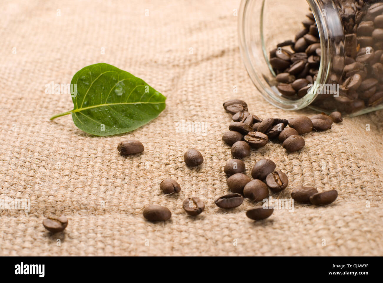 Avec les grains de café vert feuille sur jute marron Banque D'Images