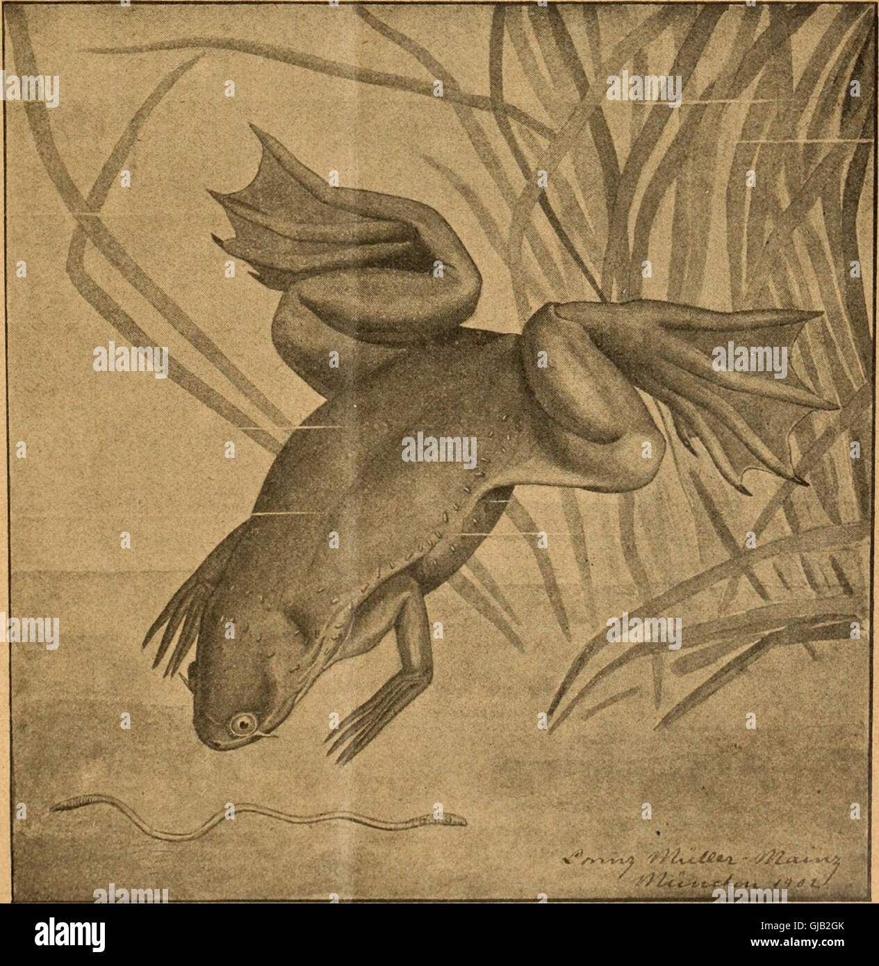 Blätter für Aquarien und- Terrarien-Kunde (1902) Banque D'Images