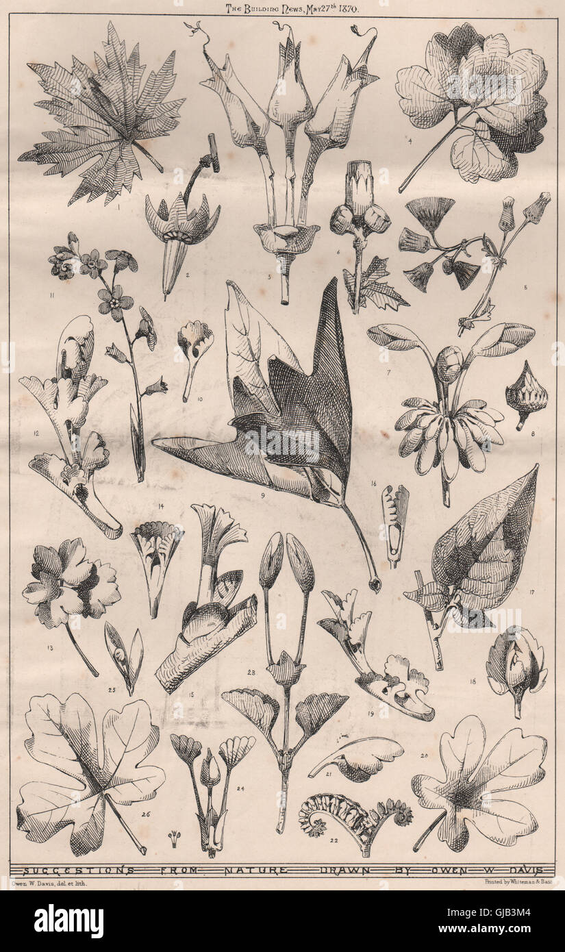 Suggestions de la nature, dessiné par Owen W. Davis. De déco, impression 1870 Banque D'Images